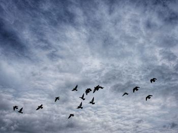 Low angle view of birds flying in sky