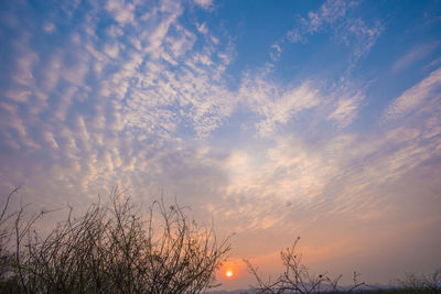 Low angle view of silhouette trees against sky during sunset