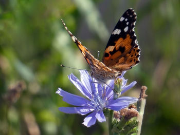 Close-up of butterfly on purple flower