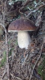 Close-up of mushroom growing on field