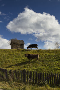 Cows grazing on field against sky