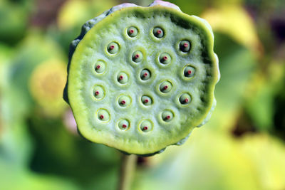 Close-up of succulent plant