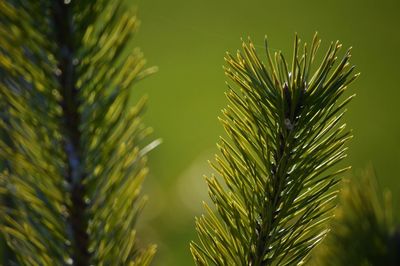 Low angle view of leaves