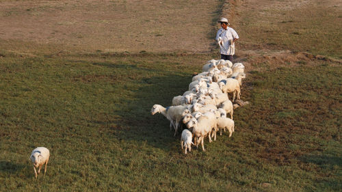 High angle view of man with herd of sheep walking on field