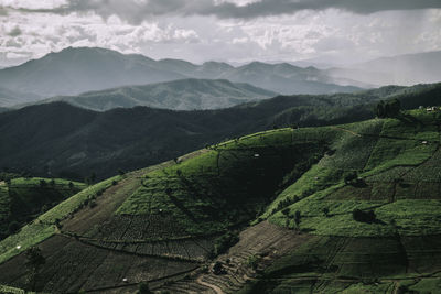 Rice terrace in northern thailand