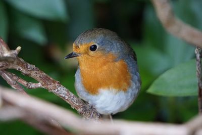 Close-up of robin perching on branch