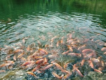 High angle view of fish swimming in lake