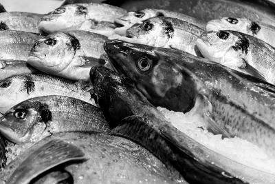 Close-up of fish for sale in market