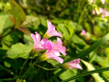 Close-up of pink flowering plant