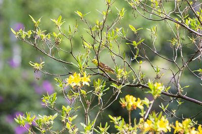 Close-up of flowering plant with bird