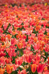 Close-up of pink flowering tulip plants in a field of tulips.