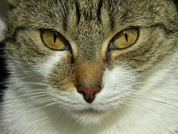 Close-up portrait of cat