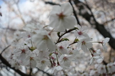 Close-up of cherry blossoms in spring