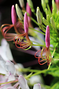 Close-up of purple flowering plant