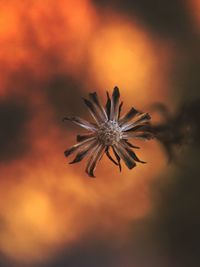 Close-up of flower against sky