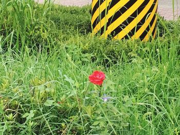 Close-up of red flower on field