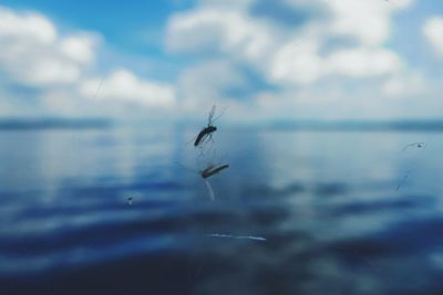 Close-up of insect on sea against sky