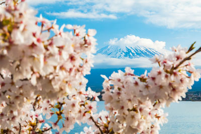 Close-up of white cherry blossom