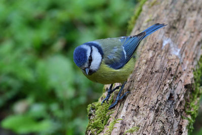 Portrait of a bluetit perched on a tree trunk 