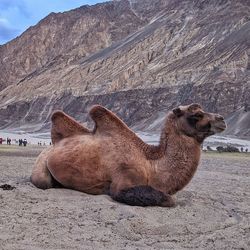 Camels on field