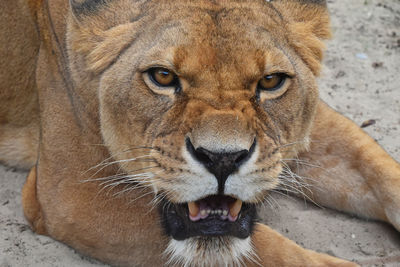 Close-up of portrait of roaring lioness