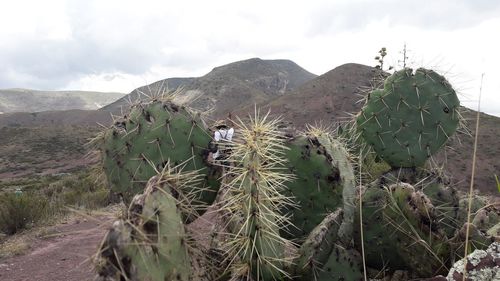 Cactus growing on field against sky