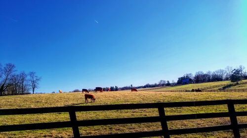 Cows grazing on field against clear blue sky