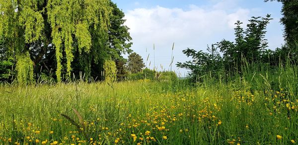 Scenic view of grassy field against sky