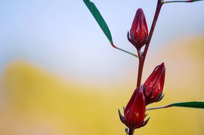 Close-up of red flowering plant