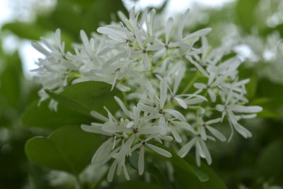 Close-up of white flowering plant