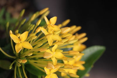 Close-up of yellow flowering plant