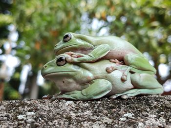 Close-up of frog on tree