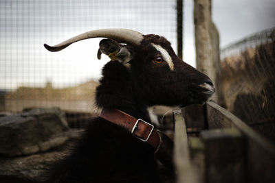 Beautiful goat in profile on a farm