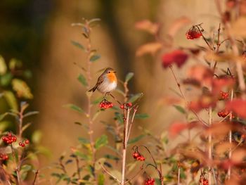 Close-up of bird perching on flower