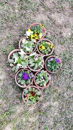 High angle view of plants in basket