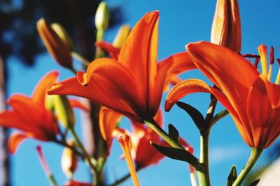 Close-up of orange day lily