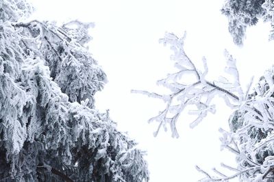 Low angle view of frozen tree against sky