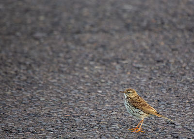 Close-up of bird perching on ground