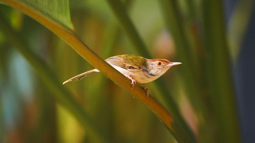 Close-up of bird perching on plant