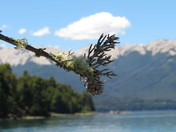 Close-up of flowering plant against sky