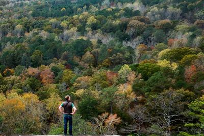 Rear view of man standing by tree in forest