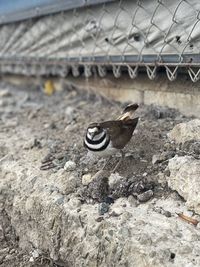 Killdeer protecting its eggs