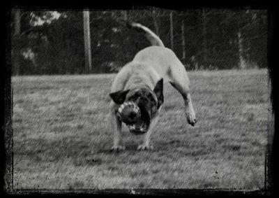 Dog standing on grassy field