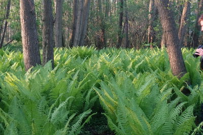 Pine trees in forest