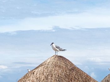 Side view of seagull perching on wood against sky