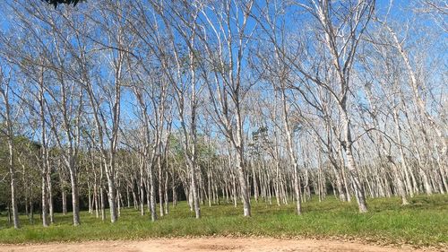 Bare trees on landscape