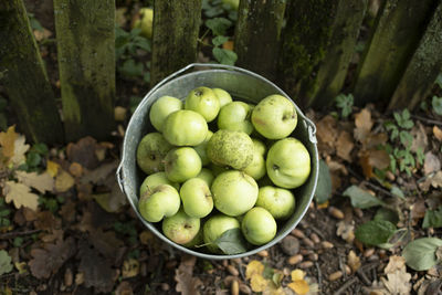 High angle view of fruits in container on field