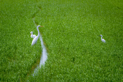 High angle view of birds on grassy field