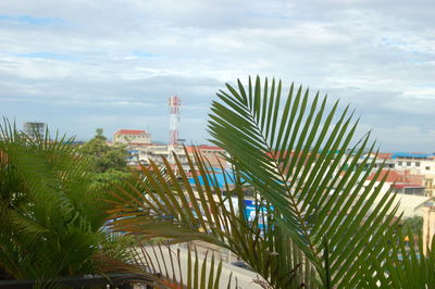 Low angle view of palm trees against sky