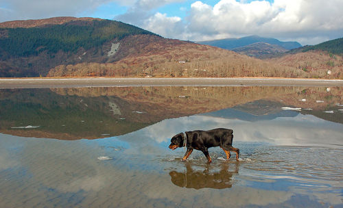 Side view of rottweiler walking in lake against mountains